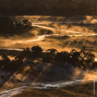 Aqua Allegoria Forte Bosca Vanilla  125ml-214068 Aqua Allegoria Forte Bosca Vanilla  125ml-214068 6